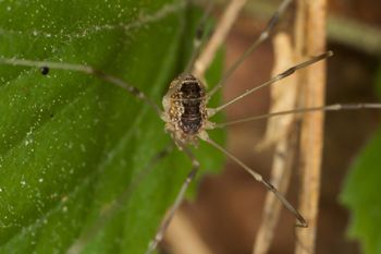 Media type: image;   Invertebrate Zoology 40460